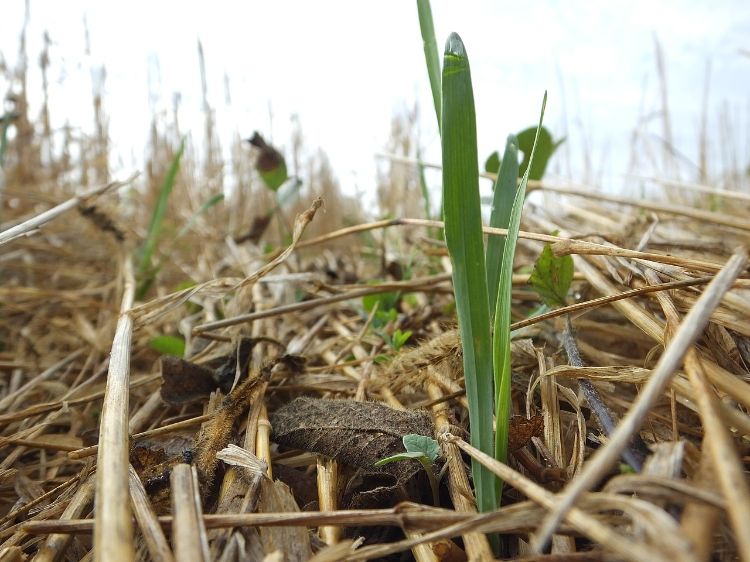 Manure in Crop Field