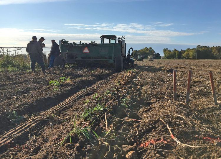 Photo 1. 2017 potato variety trial.