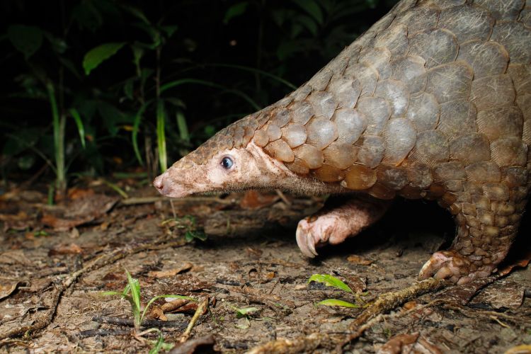 Pangolin