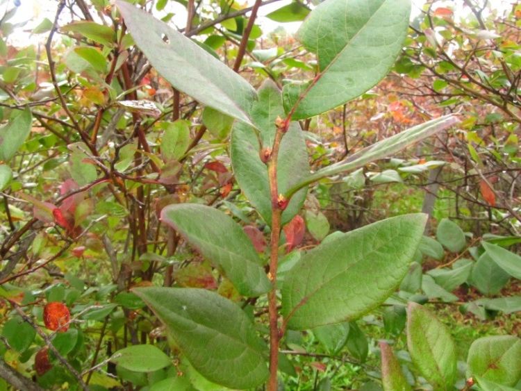 Flower buds becoming visible in the axes of leaves. Photo by Eric Hanson, MSU