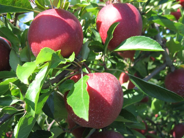 Gala apples.