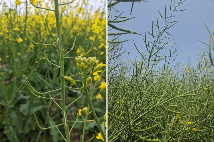 Canola crop on the left finishing the flowering stage. Canola crop on the right has reached its final size and is beginning to fill.