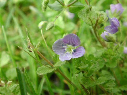  creeping speedwell4.jpg 