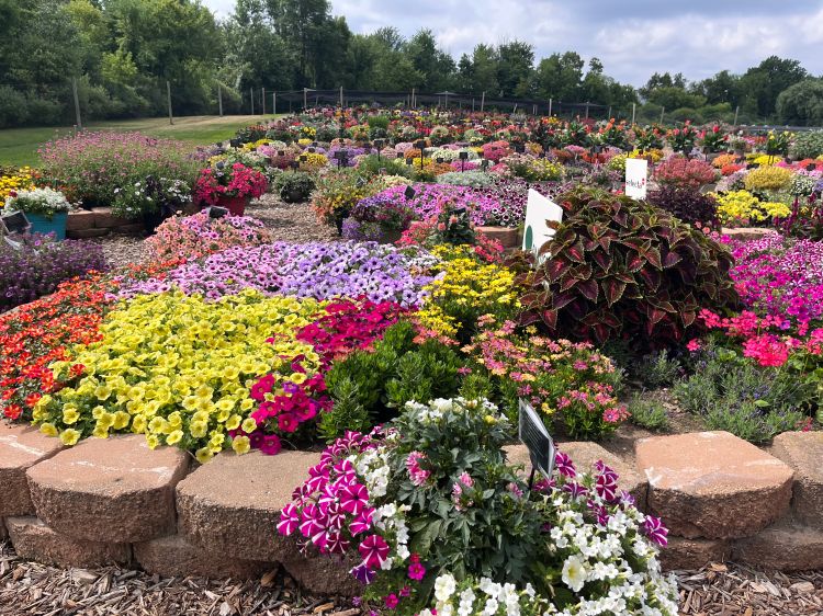 A wide trial garden filled with colorful flower beds in bright shades of yellow, pink, purple, red, and orange, arranged in blocks and rows against a backdrop of trees.