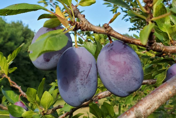 Stanley plums hanging from a tree.