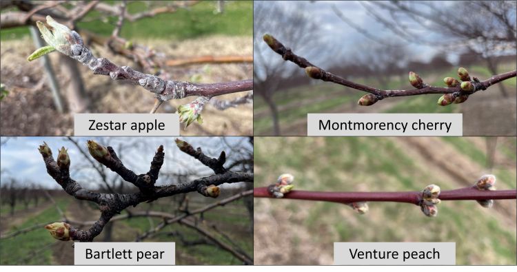 Apple, peach, cherry and pear branches.