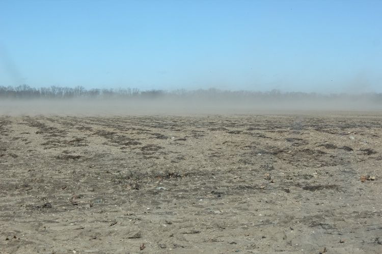 This field did not have a cover crop planted in fall, leading to soil loss through wind erosion. Photos: Bruce MacKellar, MSU Extension.