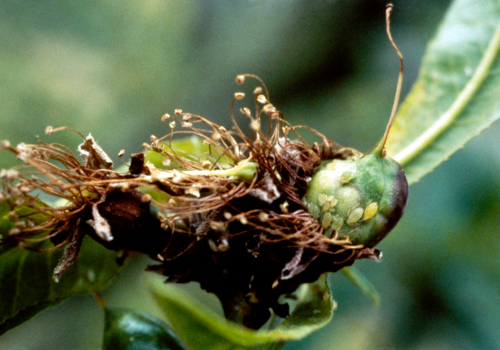  Wingless adults and nymphs. 