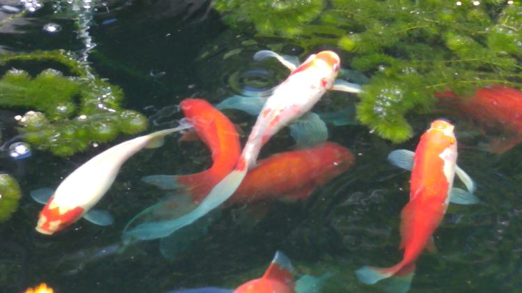 Goldfish pond with blue aquatic dye. | Photo by Beth Clawson