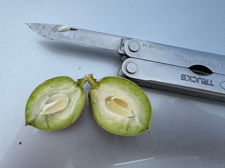 A small unripe peach cut open to reveal the pit. Behind the peach is laying a Leatherman tool with the knife extended.