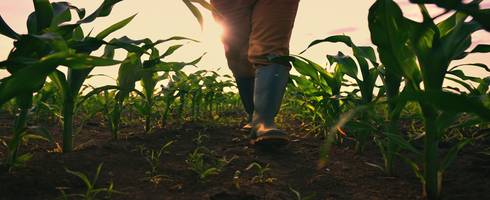 Farmer walking through a corn field.