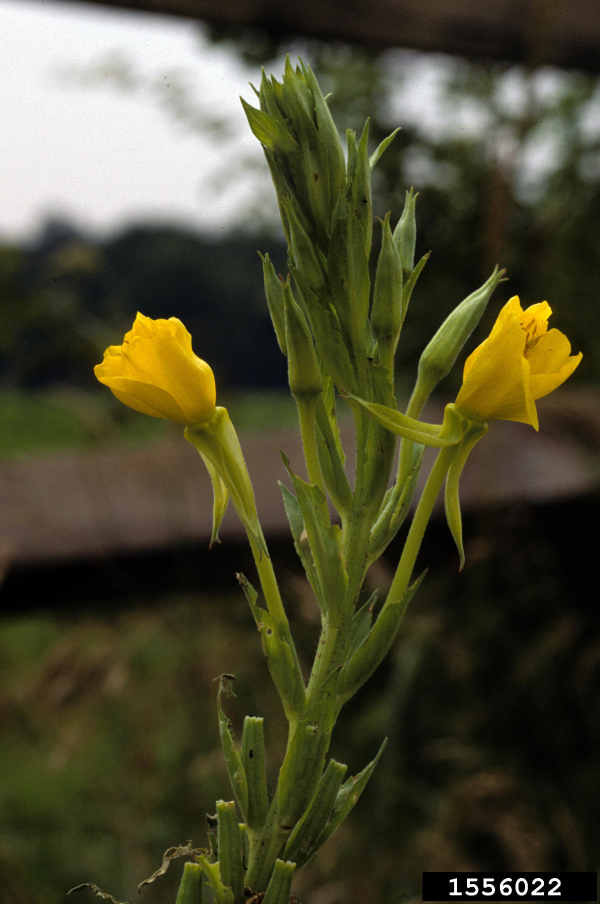 Evening primrose