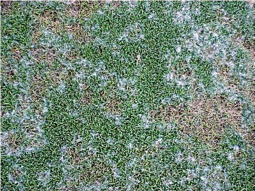  pythium-blight2.jpg 