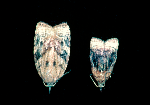 Female (left), male (right). The adult is grayish-magenta with dark brown bands on the middle and end of the forewing. 