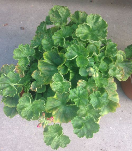 Photo 1. Zonal geraniums at a greenhouse business exhibiting iron and manganese toxicity symptoms caused by a low pH of the growing media. All photos courtesy of Heidi Lindberg, MSU Extension.