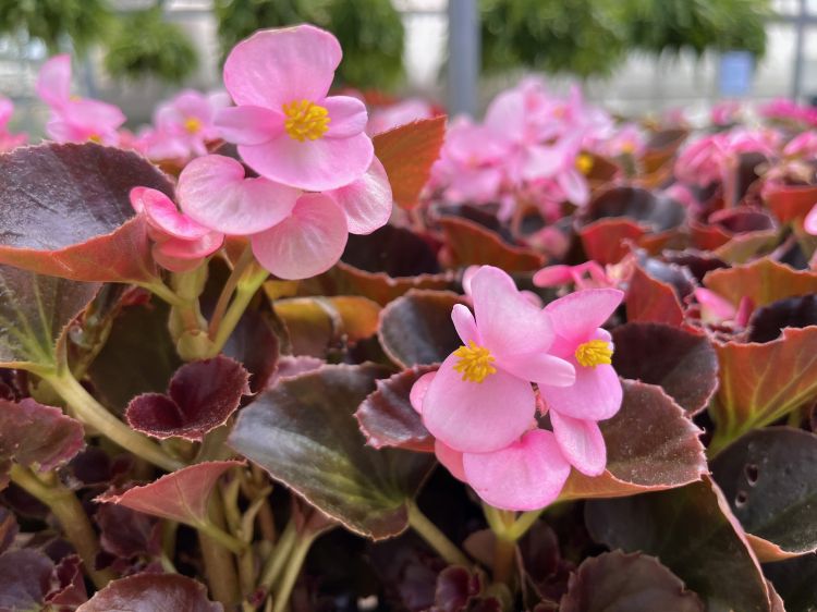 Begonia flowers.