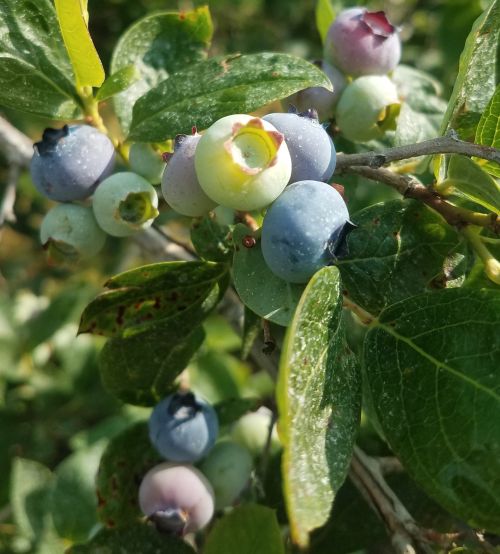 Blueberries