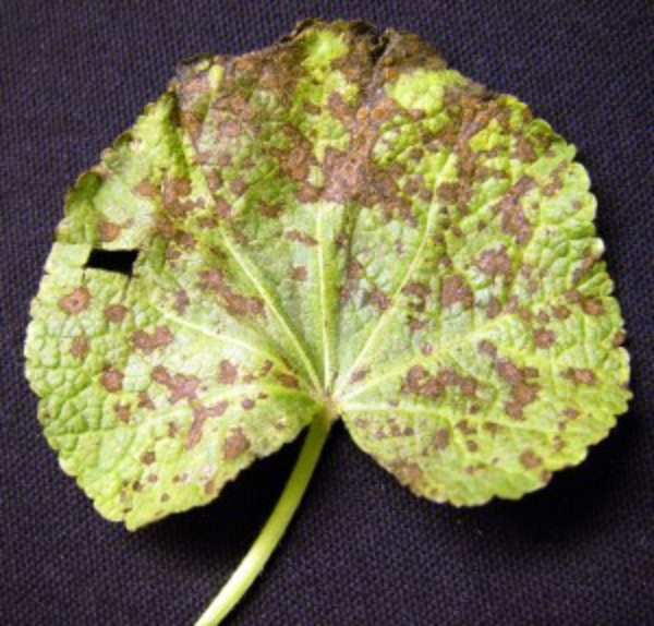 Anthracnose on hollyhock