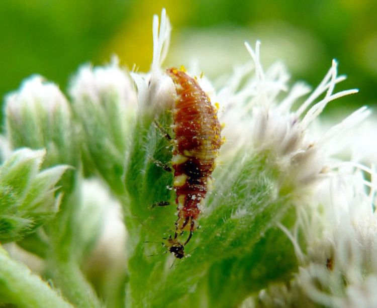 Lacewing eating an aphid. Photo credit: Brent Blaauw