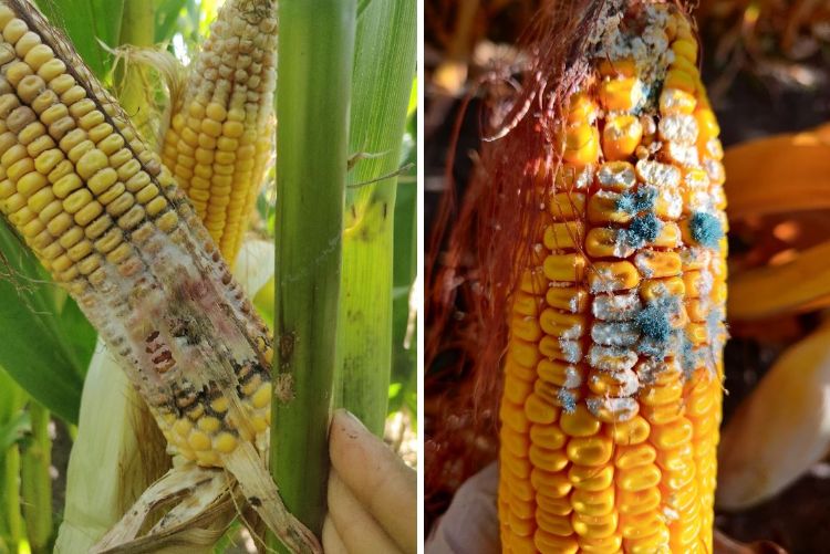 Ear rot damage in corn silage fields.