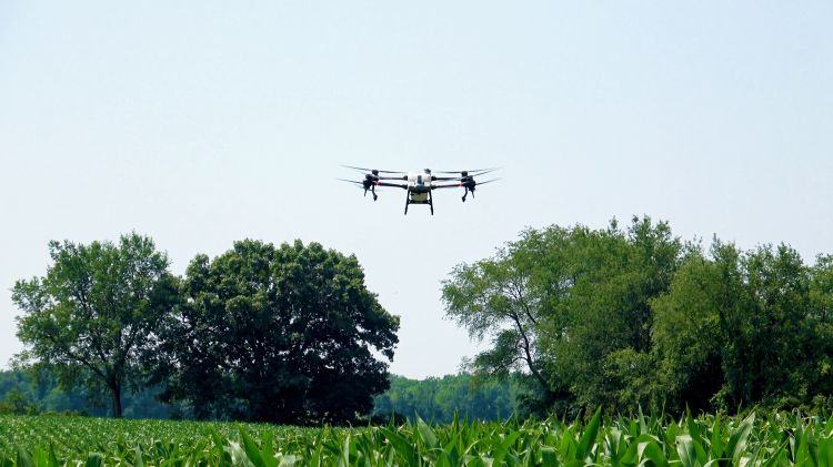 A drone flying over a corn field.