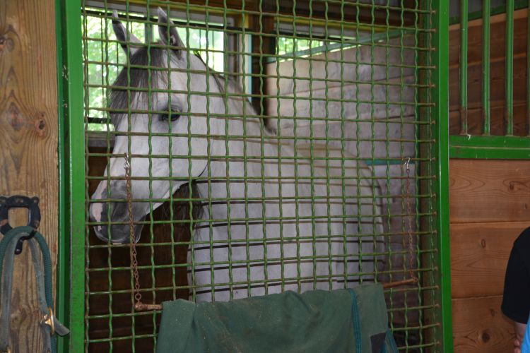 Horse in a stall