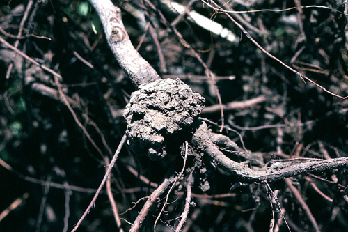  Spherical to elongated galls form along the roots or trunk at soil line. 