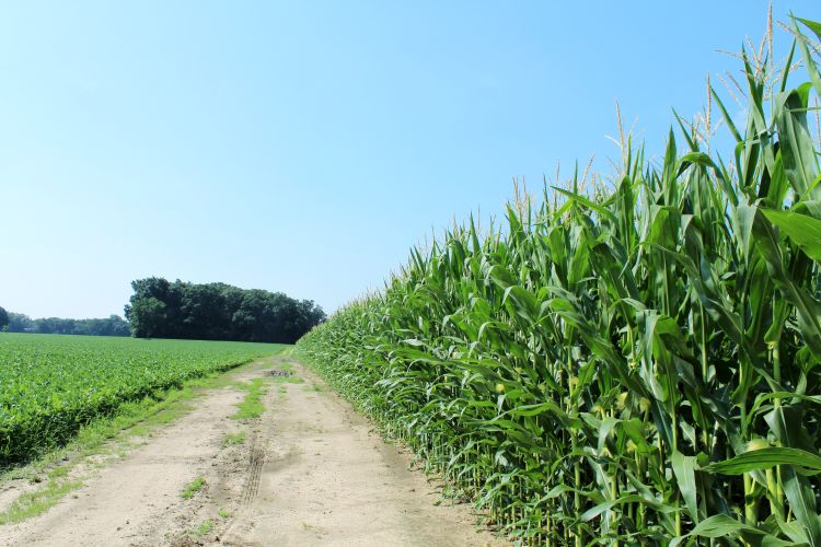 Rows of young corn and soybean plants growing side by side in a cultivated field under a partly cloudy sky.