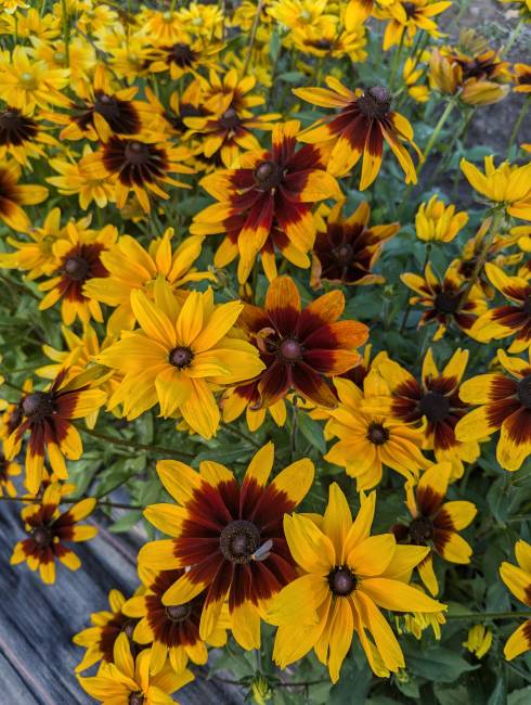 There are many wonderful perennials to choose from at the tollgate Fall Plant Sale