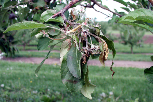  Blossom blight. 