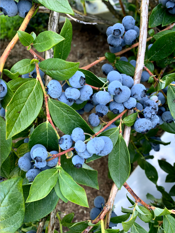 Blueberries