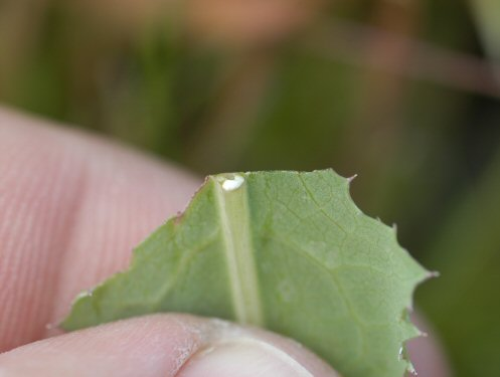  Perennial Sowthistle5.jpg 