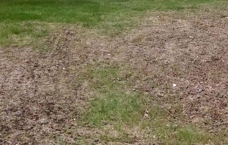 Turfgrass damage in an Upper Peninsula lawn. All photos by Rebecca Krans, MSU Extension.