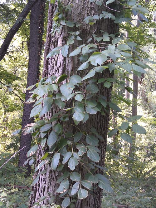 This healthy poison ivy vine recovered easily from a dose of glyphosate that was applied last year. Photo: Georgia Peterson, MSU Extension