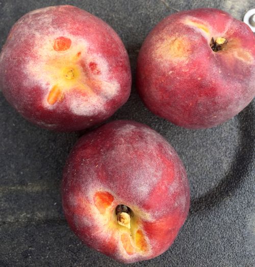 Western flower thrip damage to nectarine fruit. Feeding damage is in the stem area, which is protected from spray applications by clusters of fruit. All photos: Bill Shane, MSU Extension.