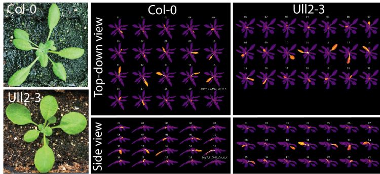 Two Arabidopsis species, Col-0 and Ull2-3, with contrasting leaf shapes and developmental reproducibility. Left, photographs of rosettes, right, top-down and side views of X-ray Computed Tomography (CT) scans (purple) and the isolation of individual leaves (orange). Photo courtesy of Dan Chitwood.