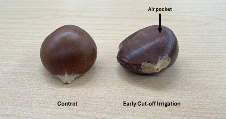 Two chestnuts on a light surface comparing irrigation treatments. The left chestnut, labeled “Control,” appears round and full, while the right chestnut, labeled “Early Cut-off Irrigation,” is slightly misshapen with an internal air pocket indicated by an arrow and visible discoloration near the base.