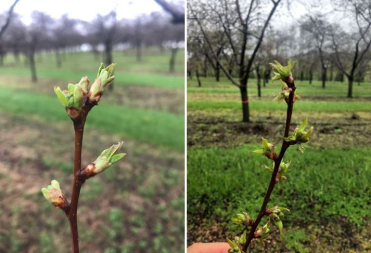 Tart cherry development