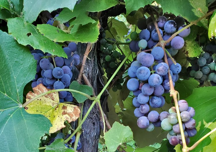 Concord grapes