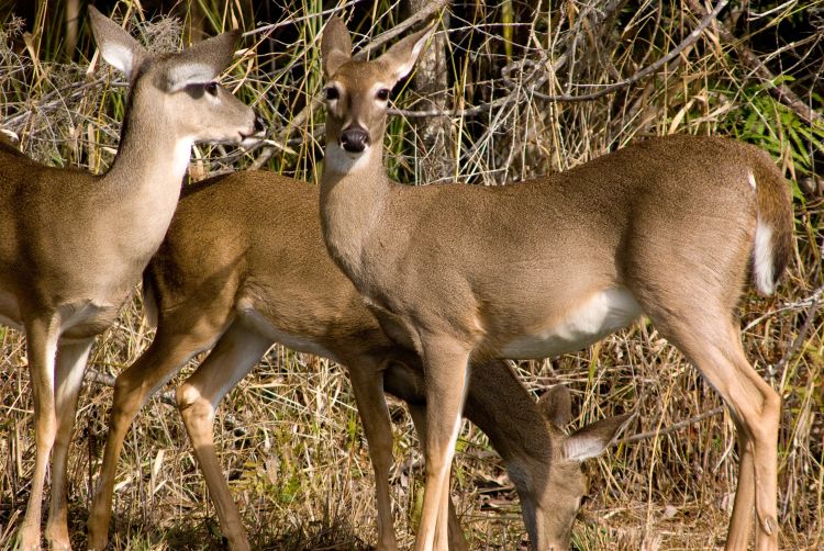 Deer standing in field