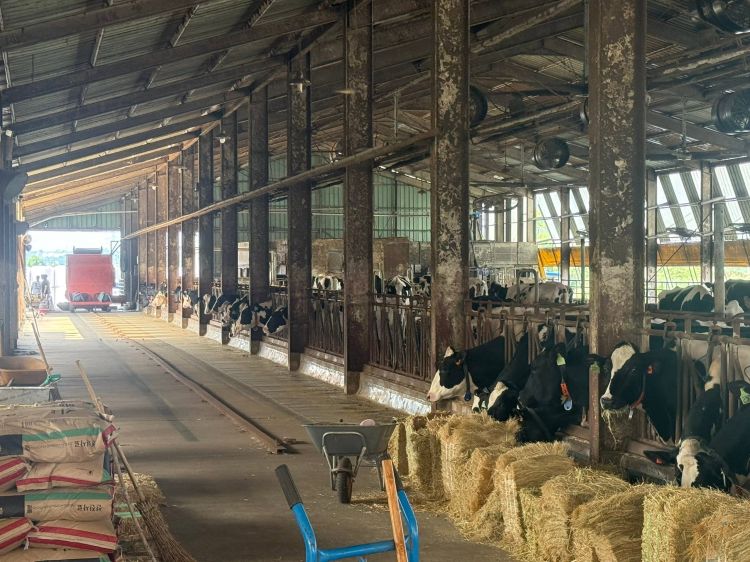 Dairy cows in a barn eating.