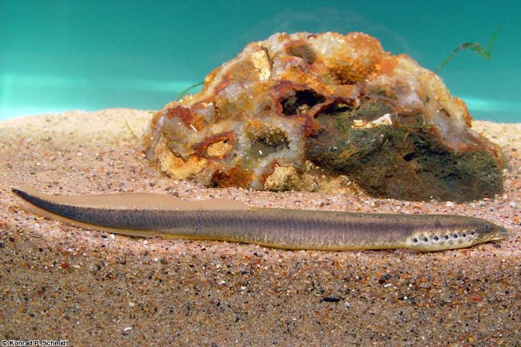 Northern brook lamprey are found in brooks, streams, and small rivers. Photo: Minnesota Department of Natural Resources