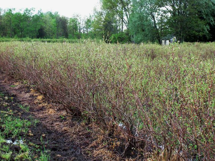 Photo 1. Elliott field showing extensive winter damage. It shows vegetative growth only at the top of the bush. All photos: Carlos Garcia, MSU Extension