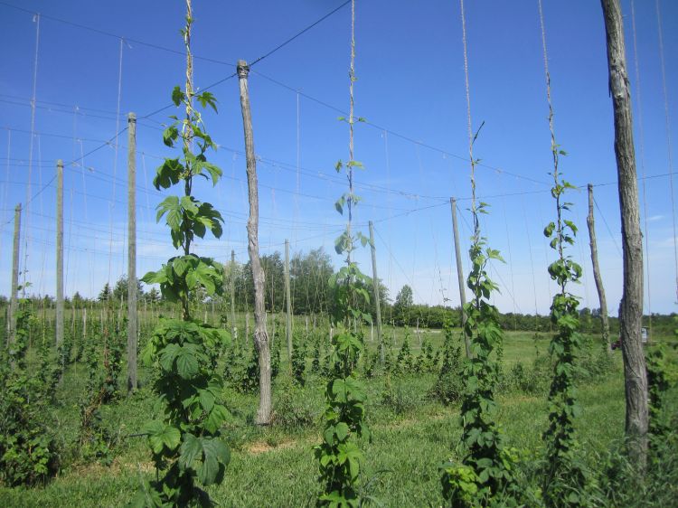 Hop harvest.