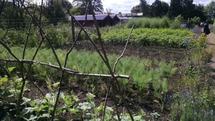 A vegetable garden.