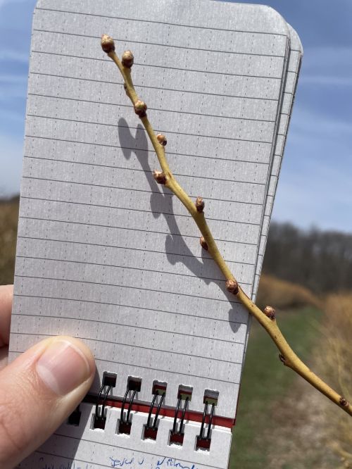 Budding blueberries