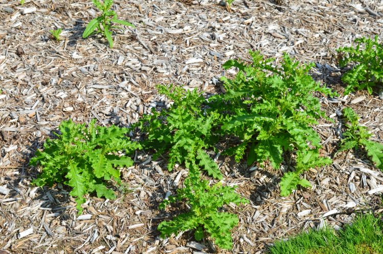 A cluster of thistle plants growing out of a mulched landscape bed.