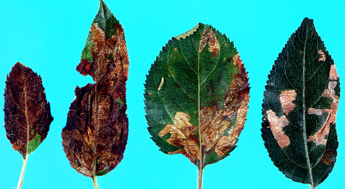 Larvaeâ€™s winding, linear mine widens into a blotch mine on leaf upper surfaces.