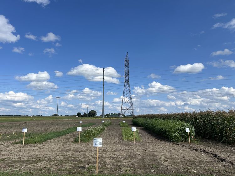 Rows of cover crop demonstration plots on a sunny day.