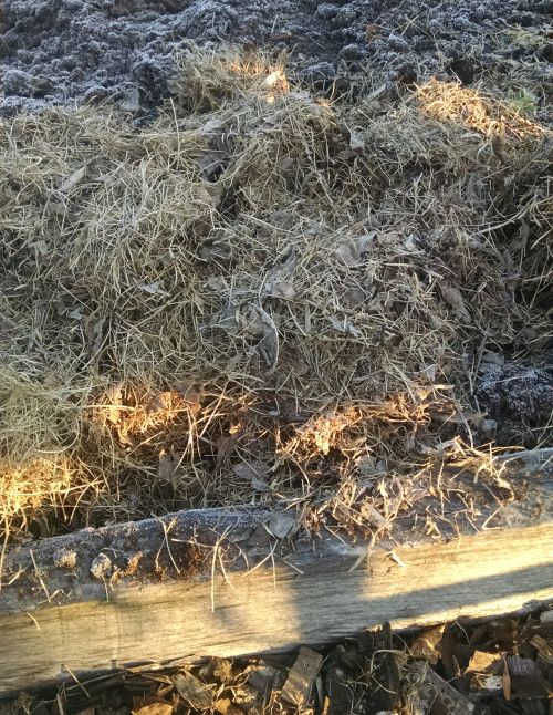 Use shredded leaves raked from your lawn to cover vegetable gardens or beds. Photo: Rebecca Krans, MSU Extension.